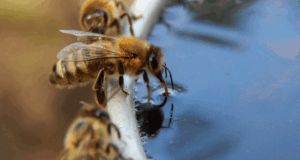 Plantas amigas de las abejas